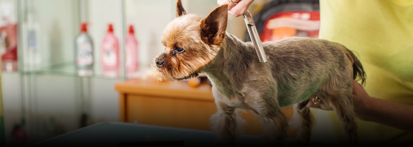 Pet Groomers In London